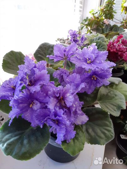 Сортовые синполии