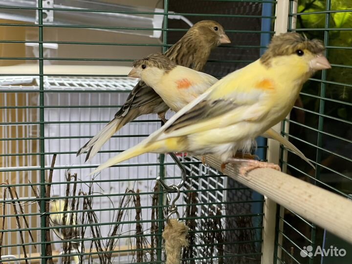 Кенара и канарейки