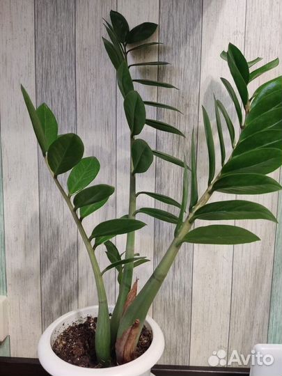 Комнатные растения цветы