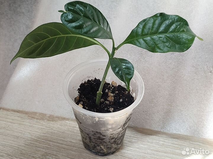 Табернемонтана, алибертия, серисса, каланхоэ