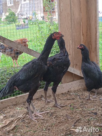 Петушки породы Дакан (Куланг)