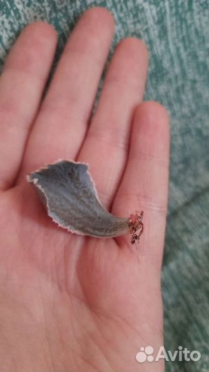 Сукулент. Эхеверия Каменный цветок