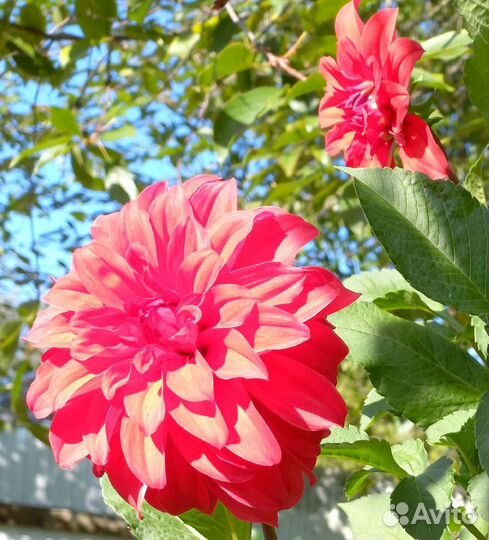 Георгины(клубни) примула