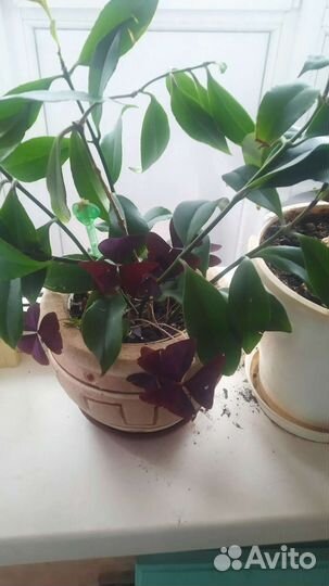 Комнатные растения