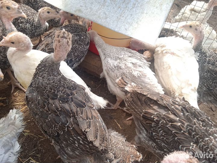 Индюшата подрощенные