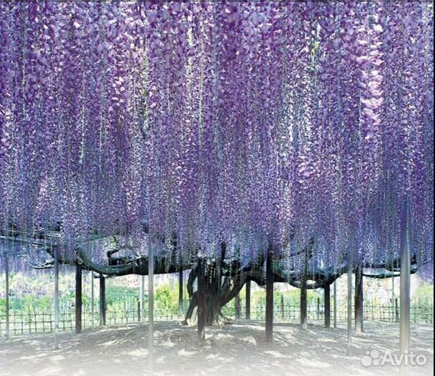 Семена бонсай Глициния Китайская Янтай, 5 шт