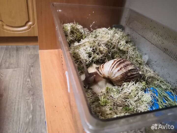 Улитка Ахатин