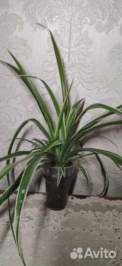 Комнатные растения