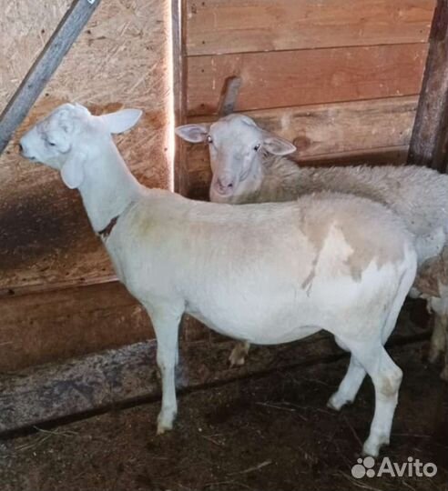 Катумские бараны