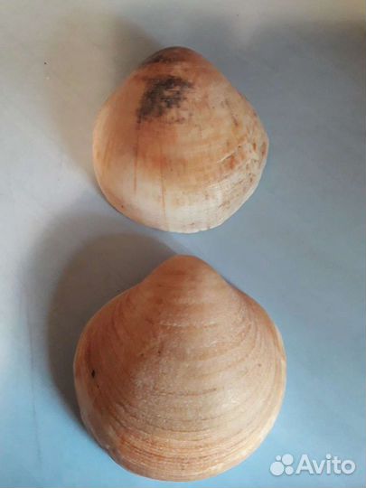 Ракушка