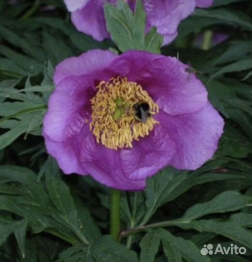 Ранние многолетники