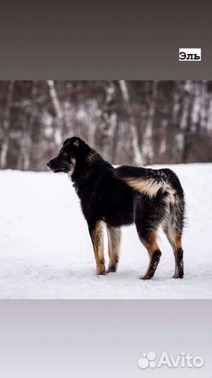 Смелый храбрый щенок