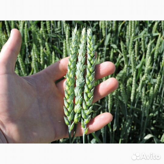 Семена канадской озимой пшеницы
