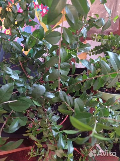 Мирт Лума, Угни, Магический дракон, Боэтика