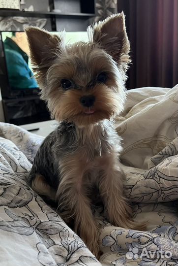 Йоркширский терьер вязка мальчик
