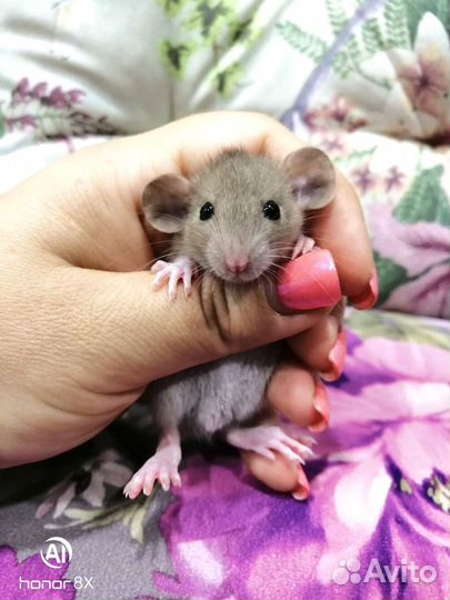 Крысята крыски дамбо крыса крысы малыши