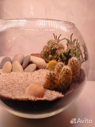 Флорариум кактусы