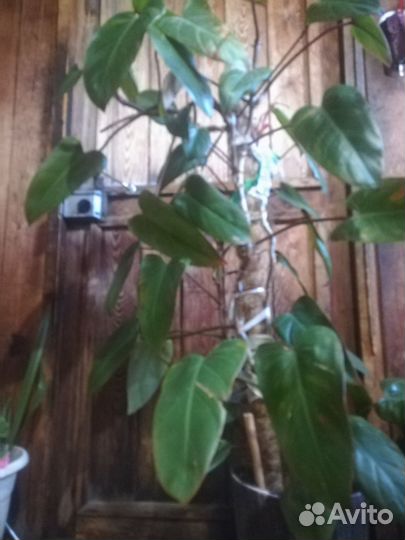 Комнатные цветы антуриум