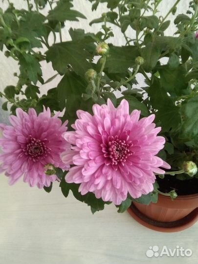 Хризантема