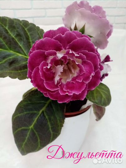 Глоксиния (ук. листики) Отправляю почтой