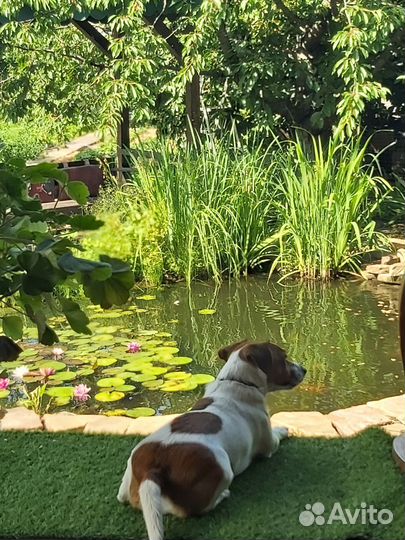 Джек рассел терьер