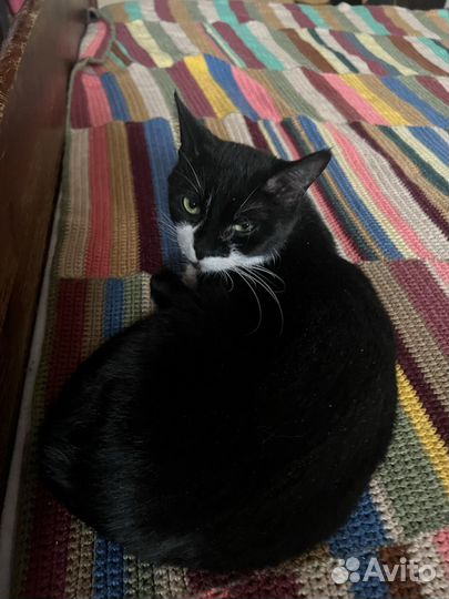 Приют для кошек. Кошки в дар