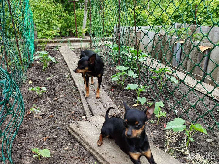 Русский Той