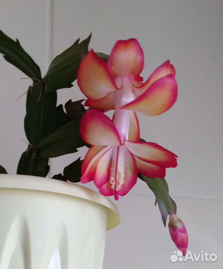 Декабрист (разные цвета)