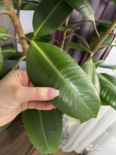 Фикус эластика робуса 3 ствола Н 140