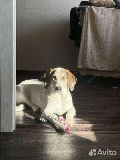 Отдам в добрые руки