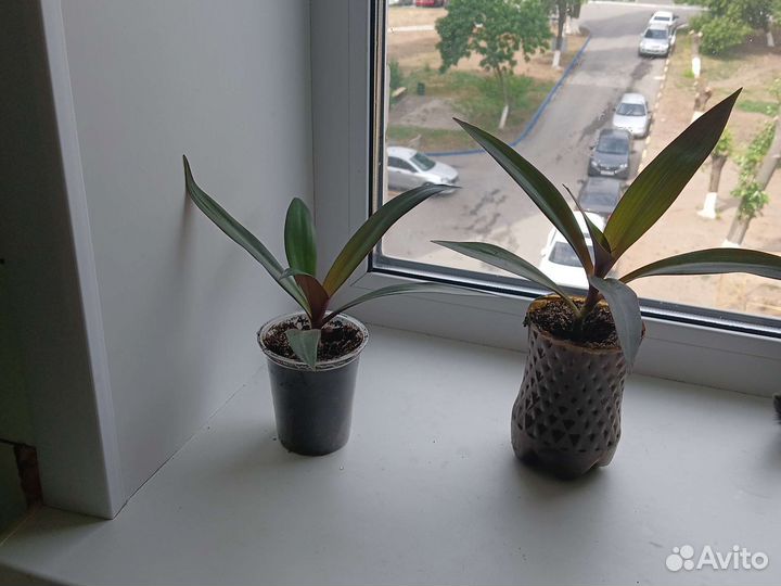 Пилея,Трандексация рео