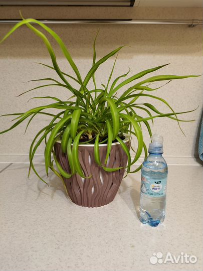 Хлорофитум грин бонни