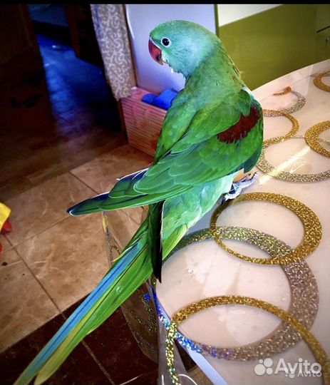 Александрийские попугаи птенцы выкормыши