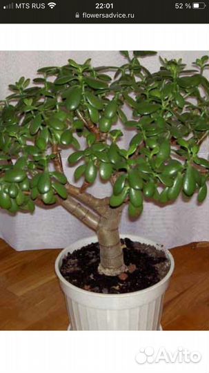 Крассула Хобит и Толстянка древовидная