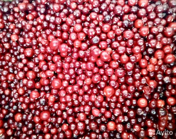 Клюква, Чеснок