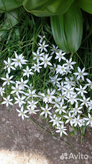 Анемоны, птицемлечник