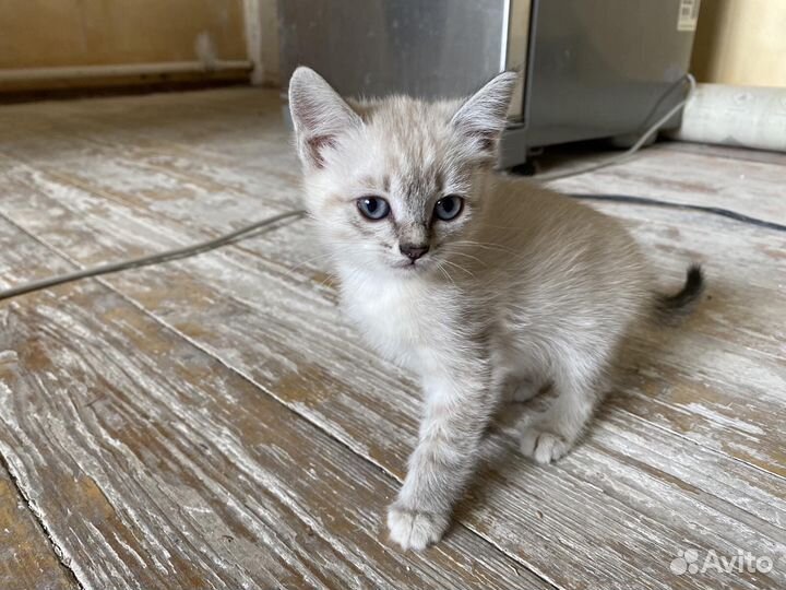 Котята