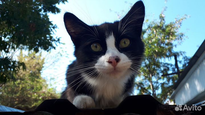Красавчик котик в добрые руки