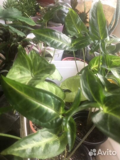 Альтернантера,синглниумы,монстера