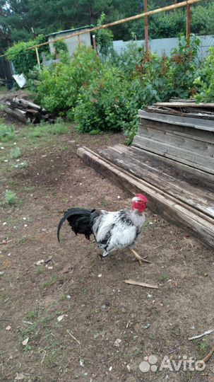 Петух голошейка