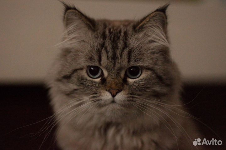 Коты для вязки