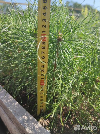 Сеянцы ели европейской зкс оптом