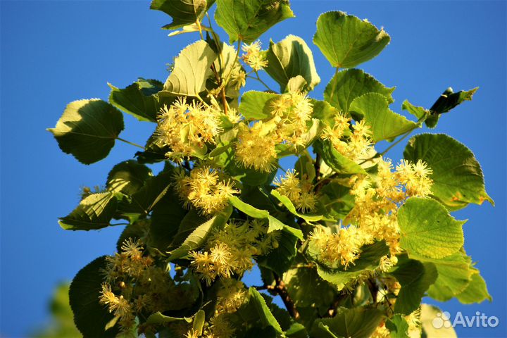 Саженцы красной и черной смородины, липы, дуба