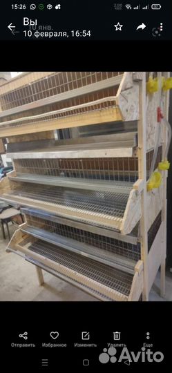 Цыплята перепела Техасский утяжелённый