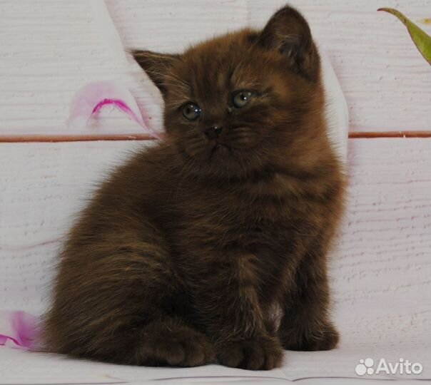 Британские котята Шоколад