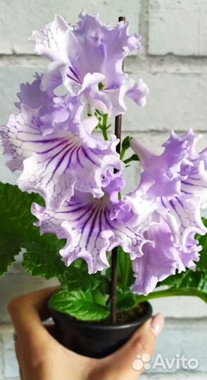 Стрептокарпусы в сине-голубых оттенках