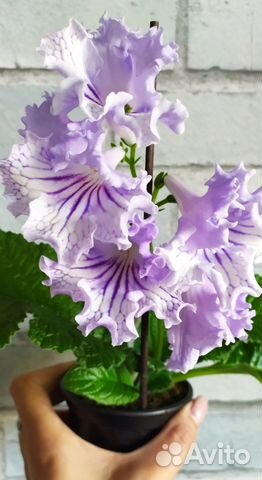 Стрептокарпусы в сине-голубых оттенках