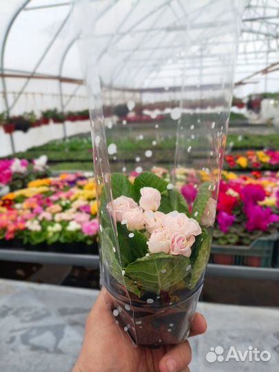 Примула и цикламен