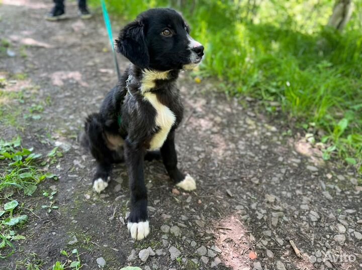 Бесплатно собака Волчонок