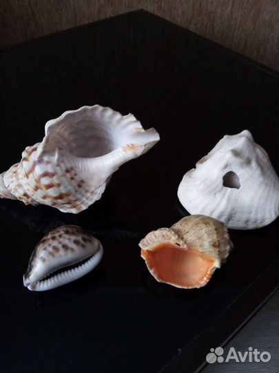 Ракушки океанические Доминикана